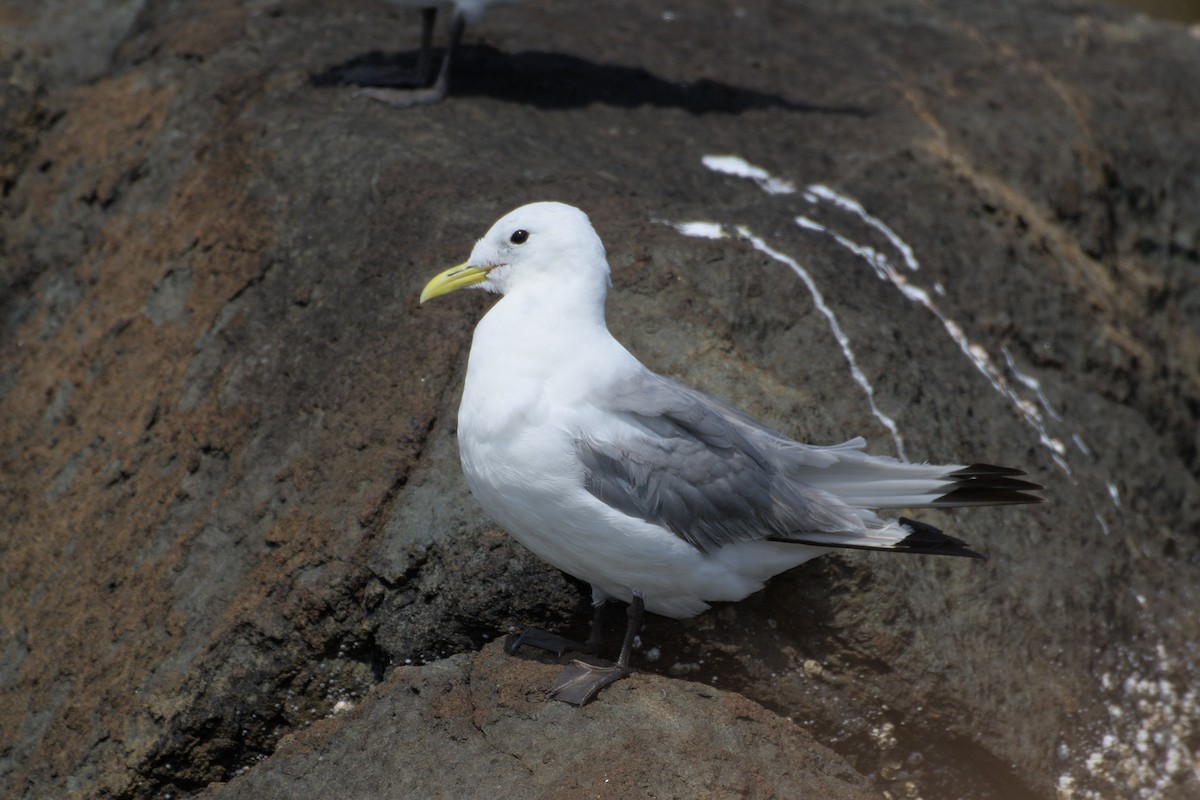 Black-legged Kittiwake - ML622665130