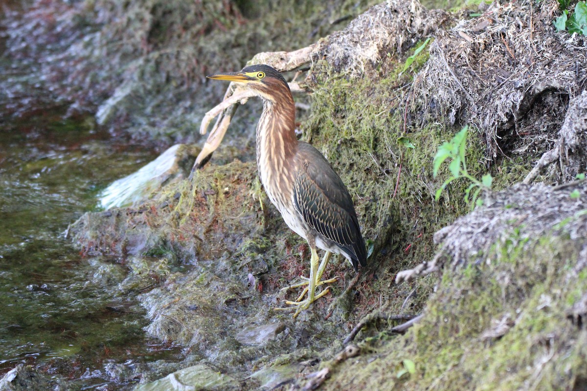 Green Heron - ML622665149