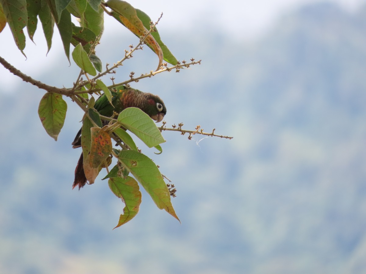 Brown-breasted Parakeet - ML622665240