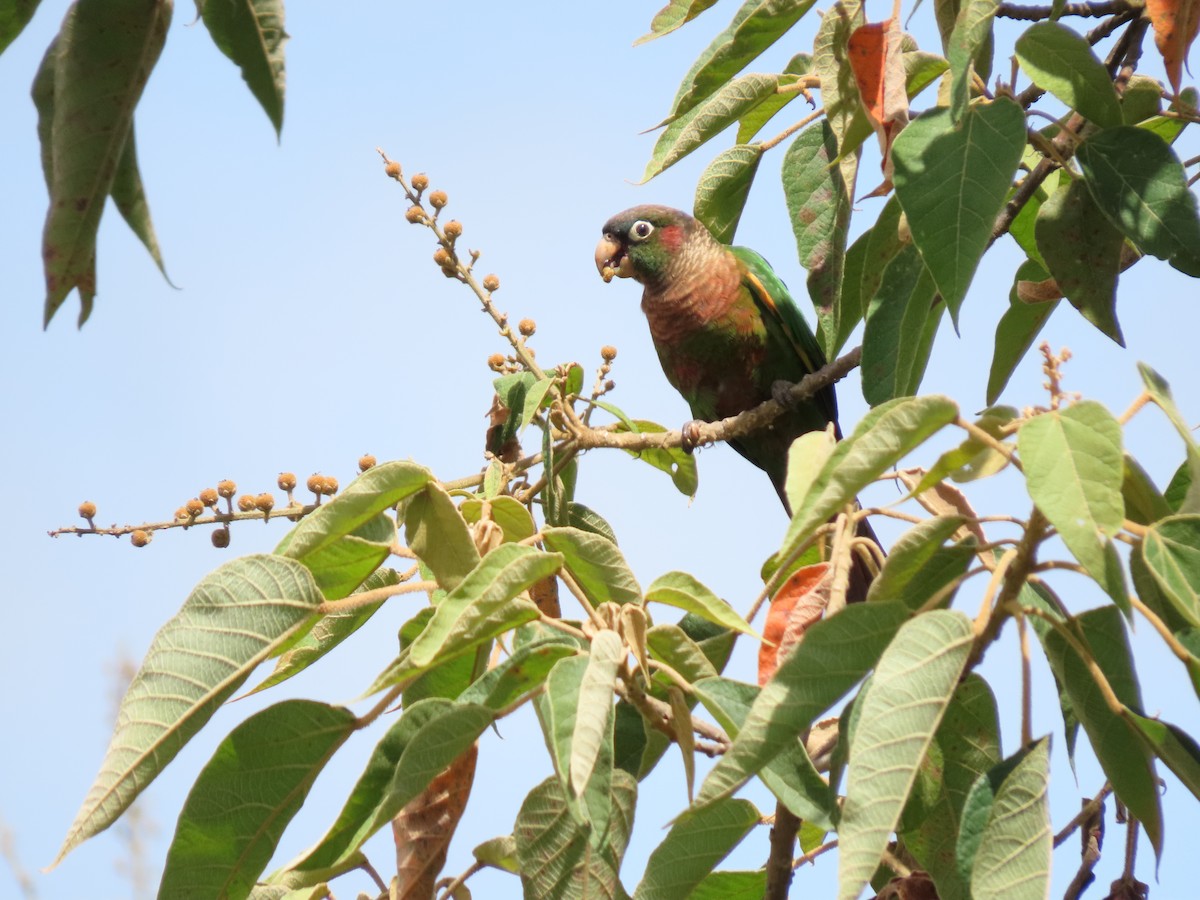 Brown-breasted Parakeet - Cristian Cufiño