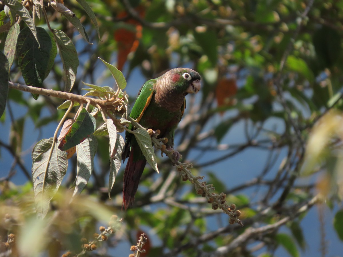 Brown-breasted Parakeet - ML622665244