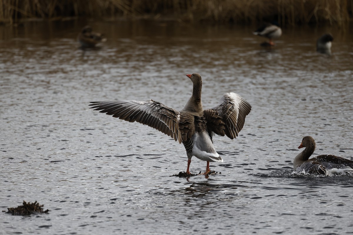 Graylag Goose - ML622665263