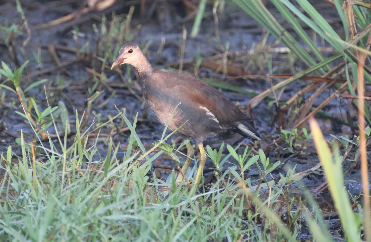 Gallinule d'Amérique - ML622665265