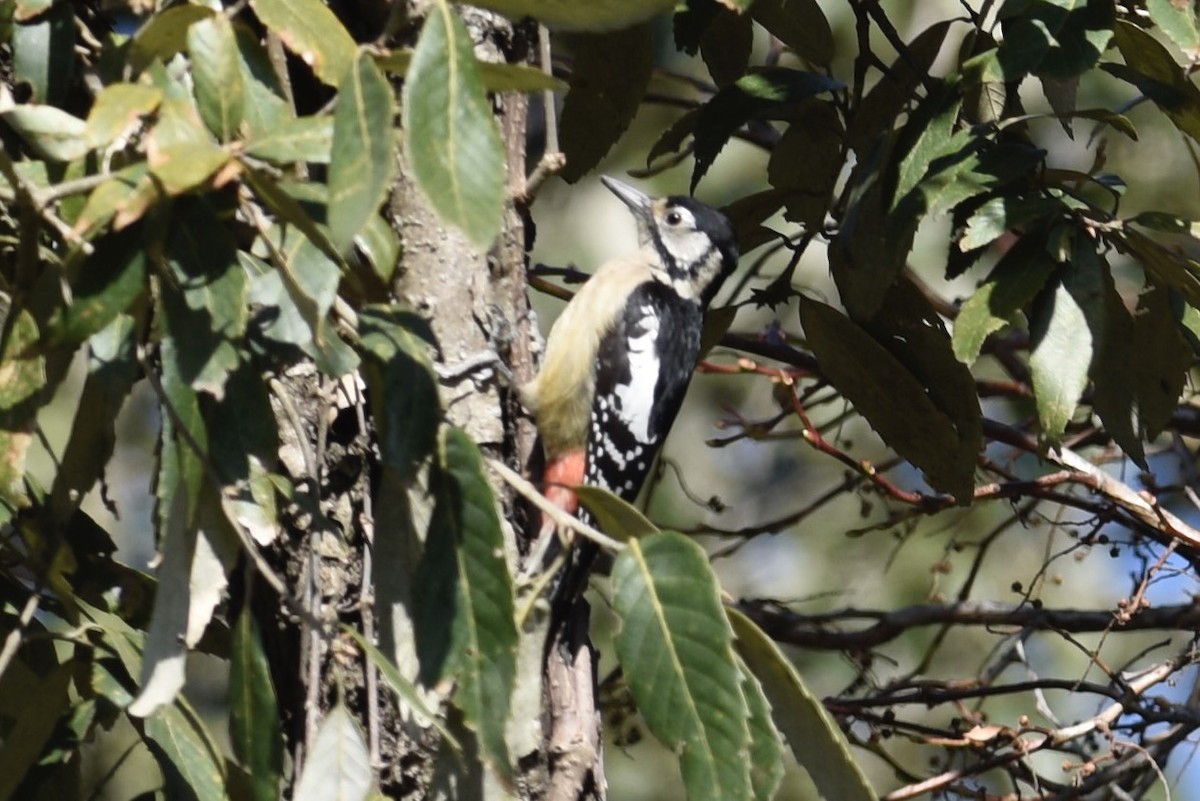 Himalayan Woodpecker - ML622665267