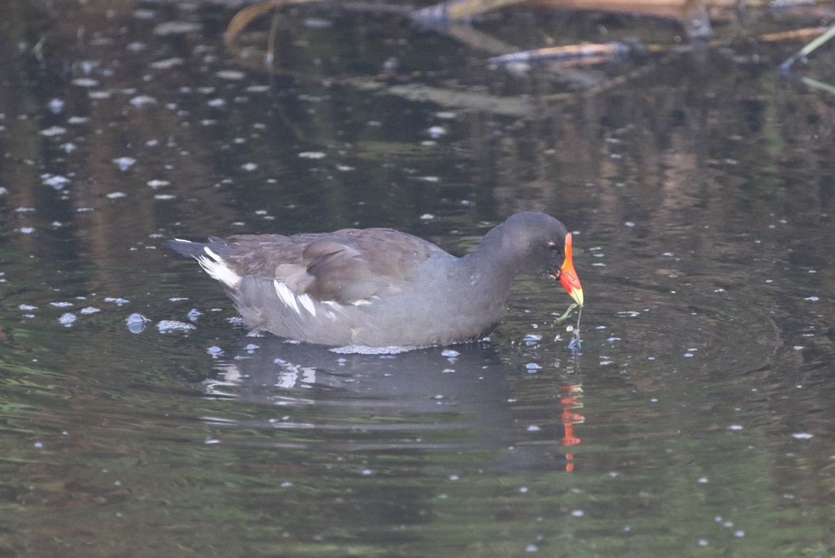 Gallinule d'Amérique - ML622665268