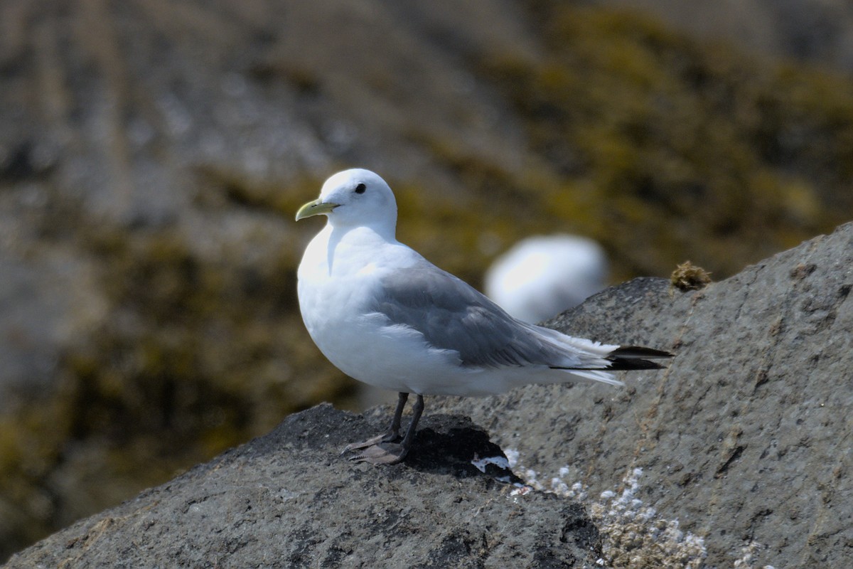 Black-legged Kittiwake - Kaj Overturf