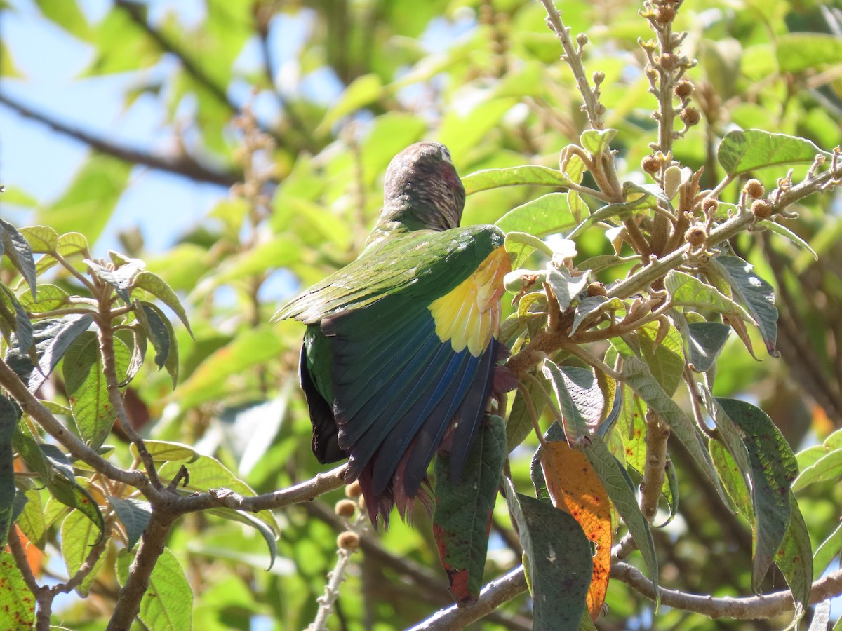 Brown-breasted Parakeet - ML622665302