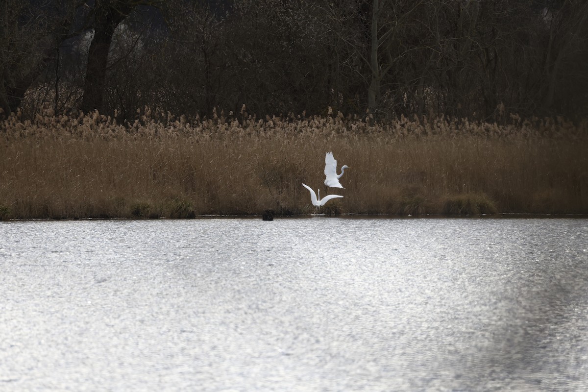 Great Egret - ML622665345