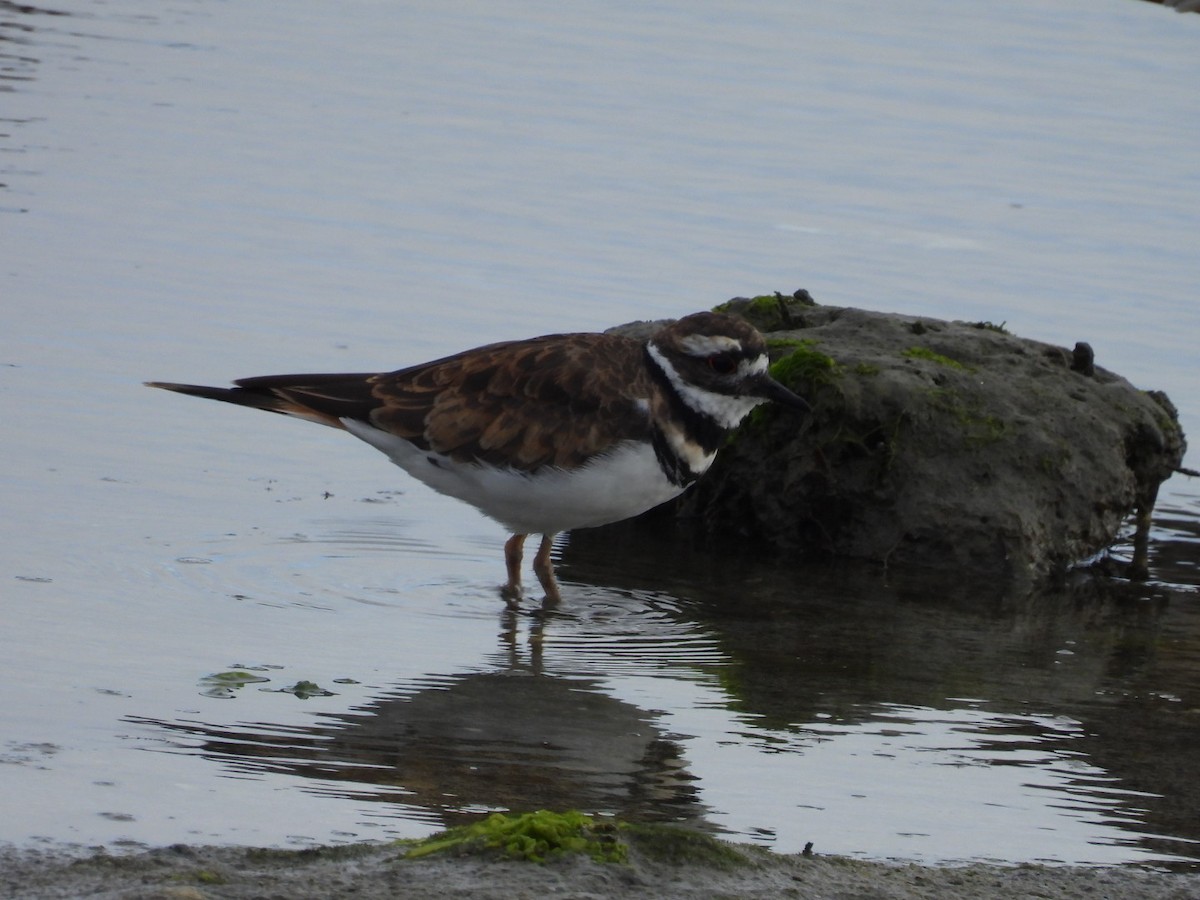 Killdeer - ML622665364