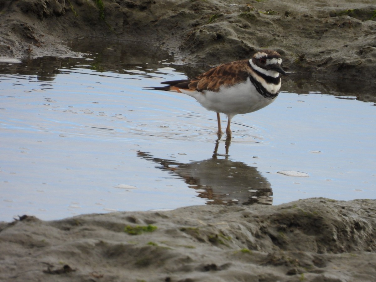 Killdeer - ML622665365