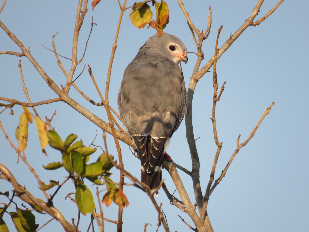 Lizard Buzzard - ML622665389