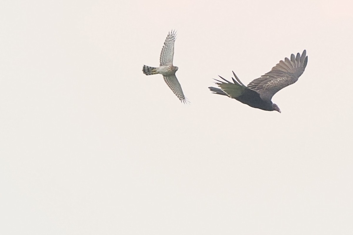 Turkey Vulture - ML622665400