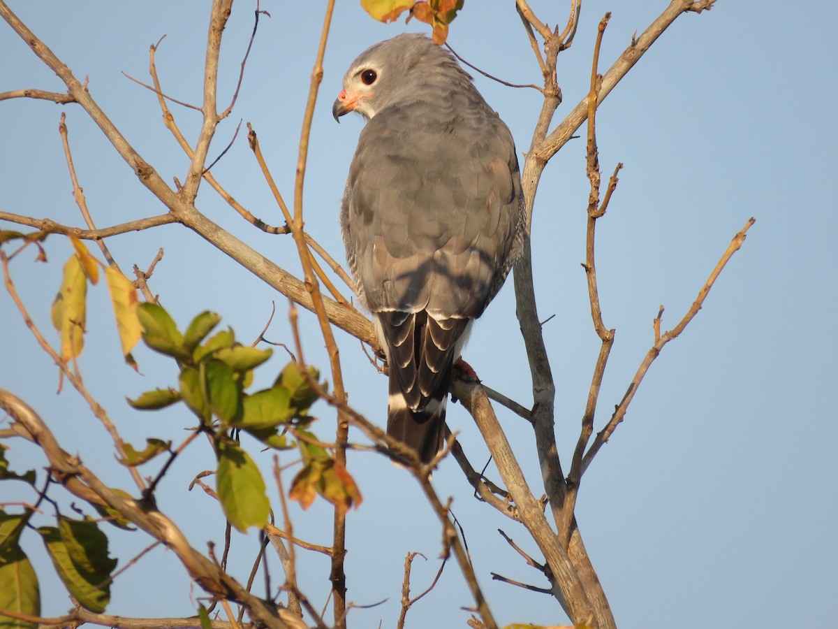 Lizard Buzzard - ML622665417