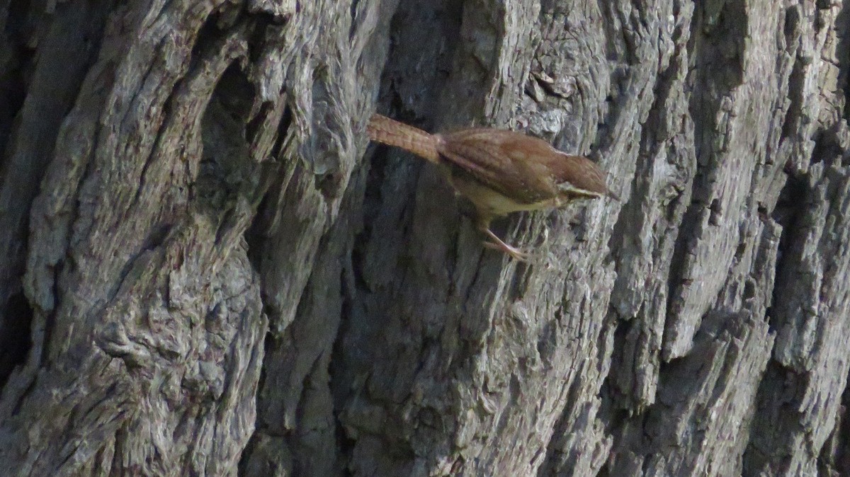 Carolina Wren - James P.