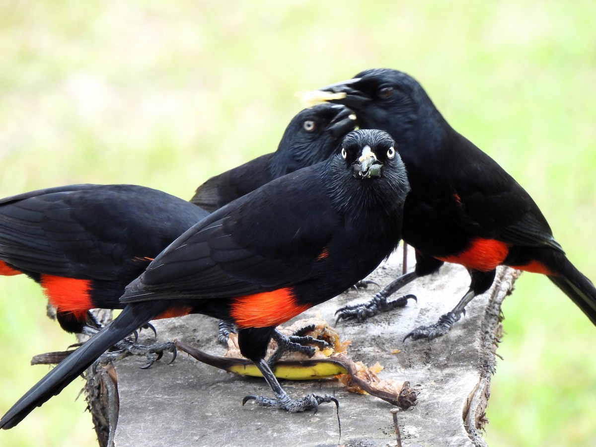 Red-bellied Grackle - Teresita Varon