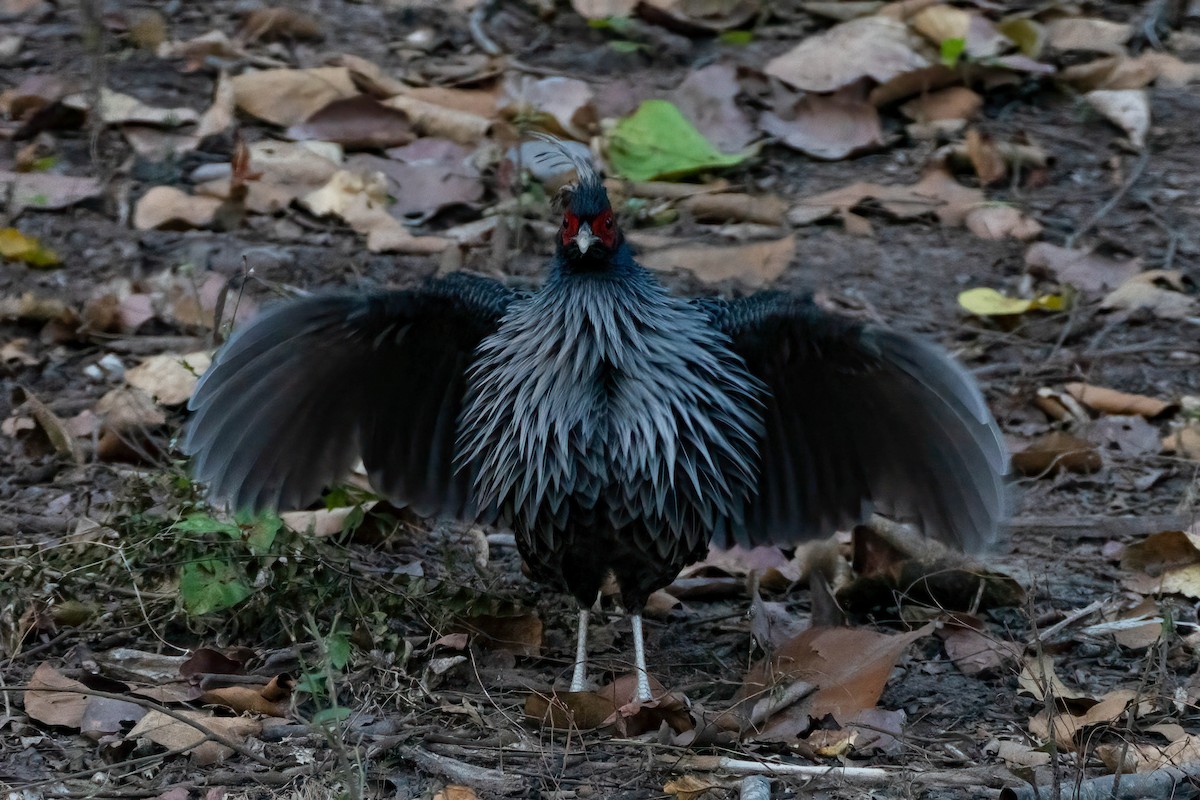 Kalij Pheasant - ML622665577