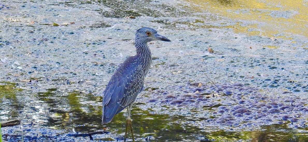 Yellow-crowned Night Heron - Joseph Bieksza