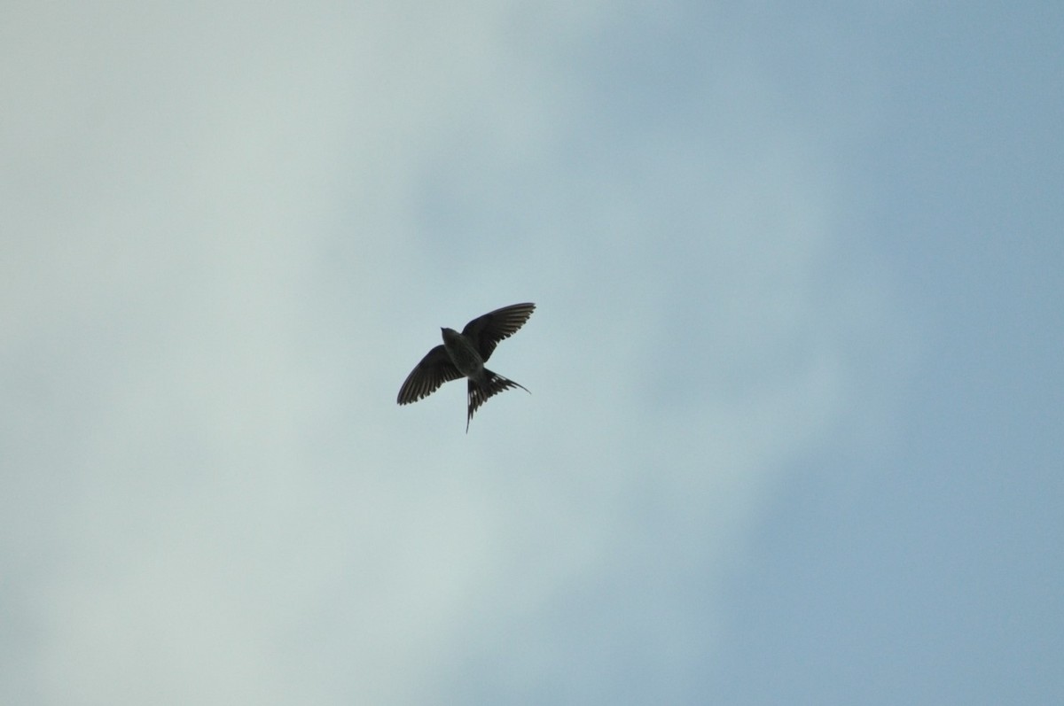 Greater Striped Swallow - ML622665644