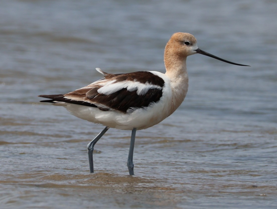 American Avocet - Nathan Stimson