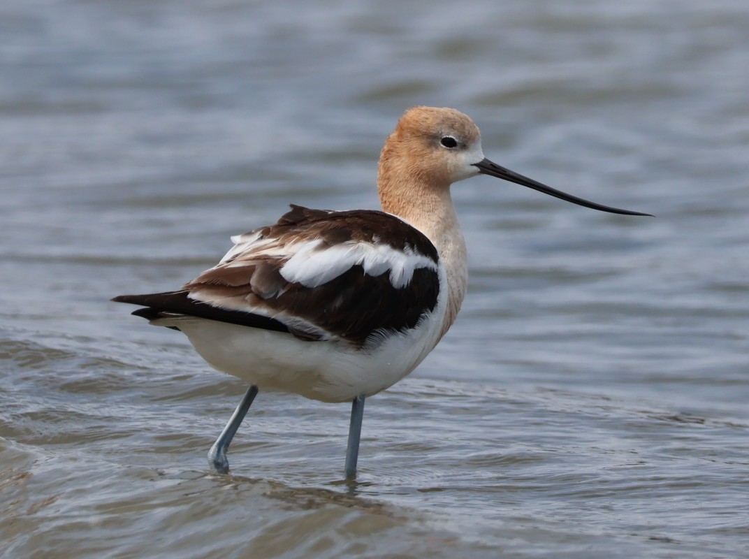 American Avocet - ML622665649