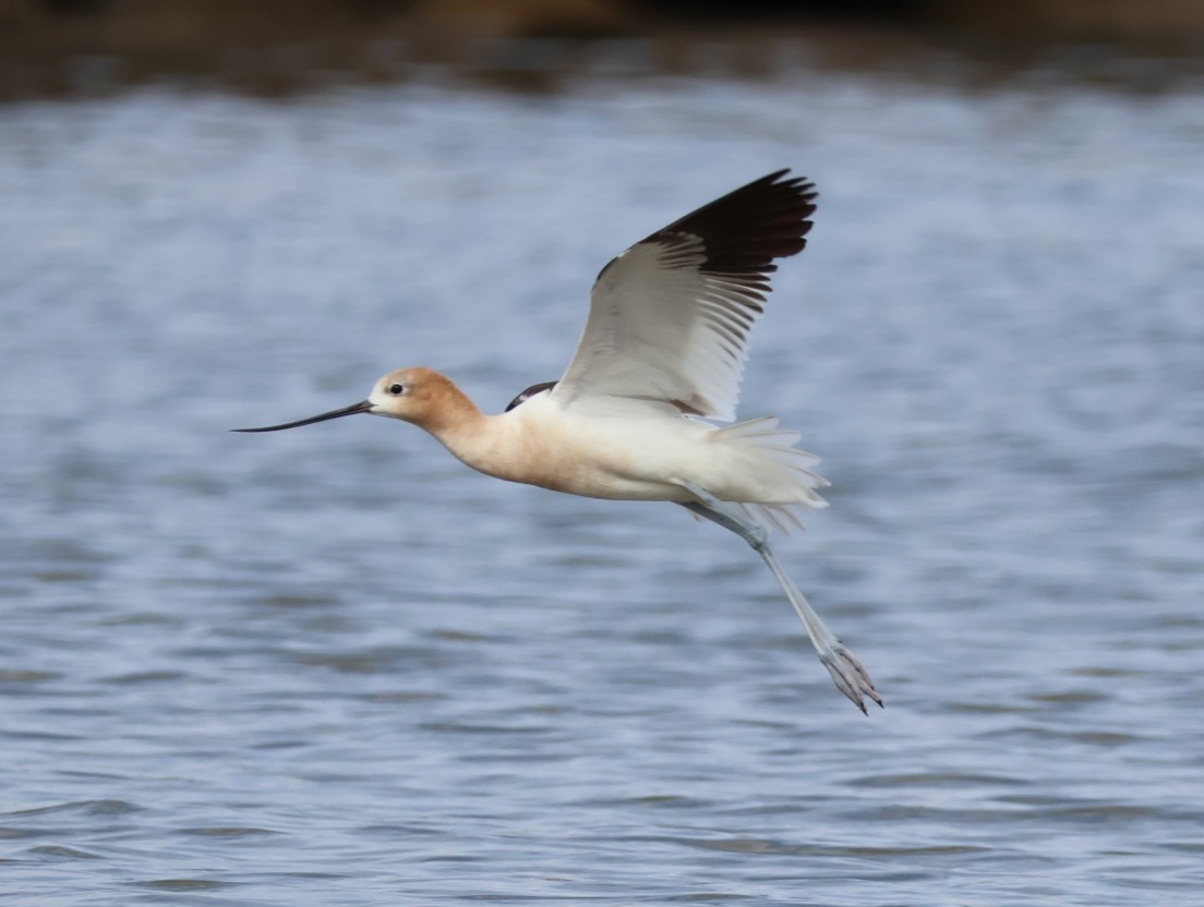 American Avocet - ML622665650