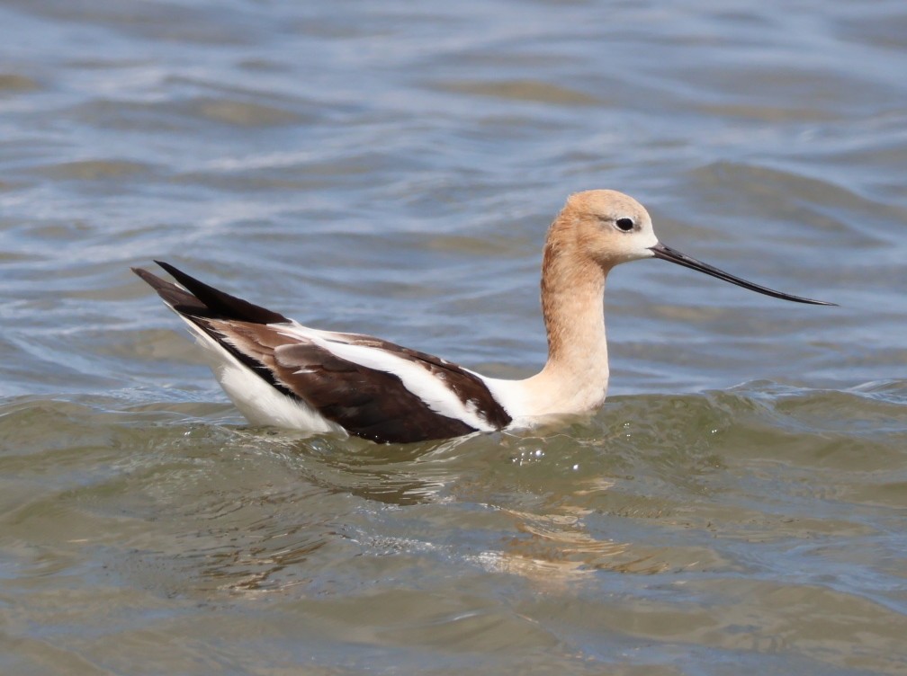 American Avocet - ML622665651