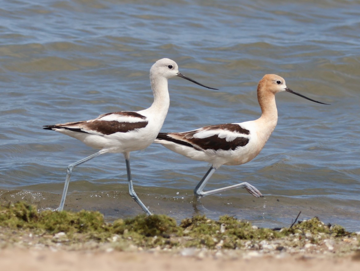 American Avocet - Nathan Stimson