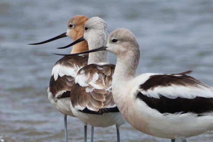 American Avocet - Nathan Stimson