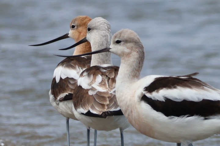 American Avocet - ML622665653