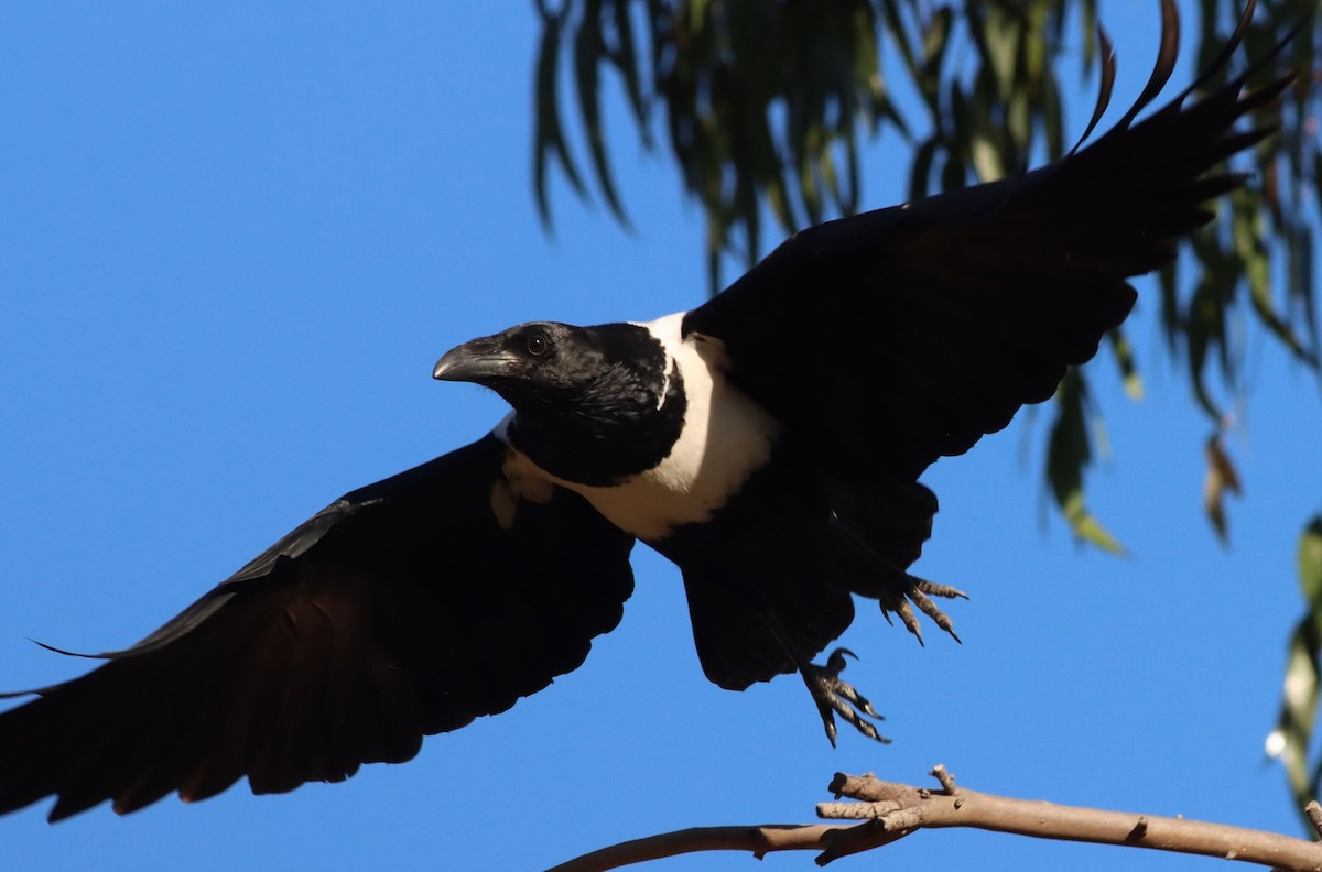 Pied Crow - ML622665697