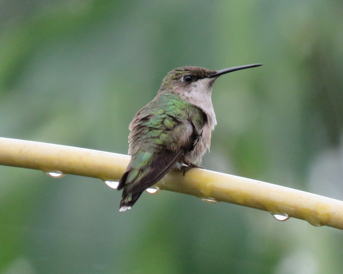 Ruby-throated Hummingbird - ML622665698