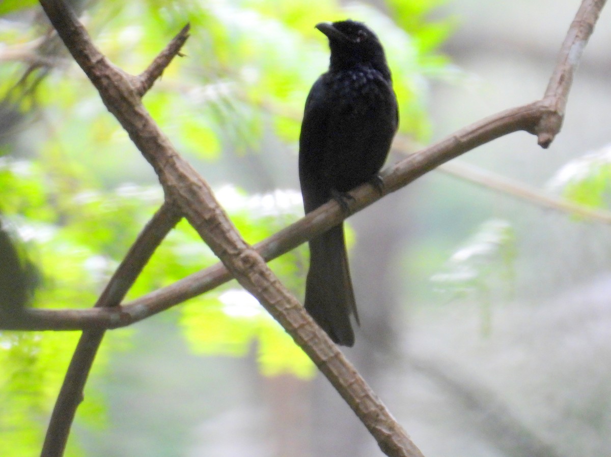 Black Magpie (Bornean) - ML622665918