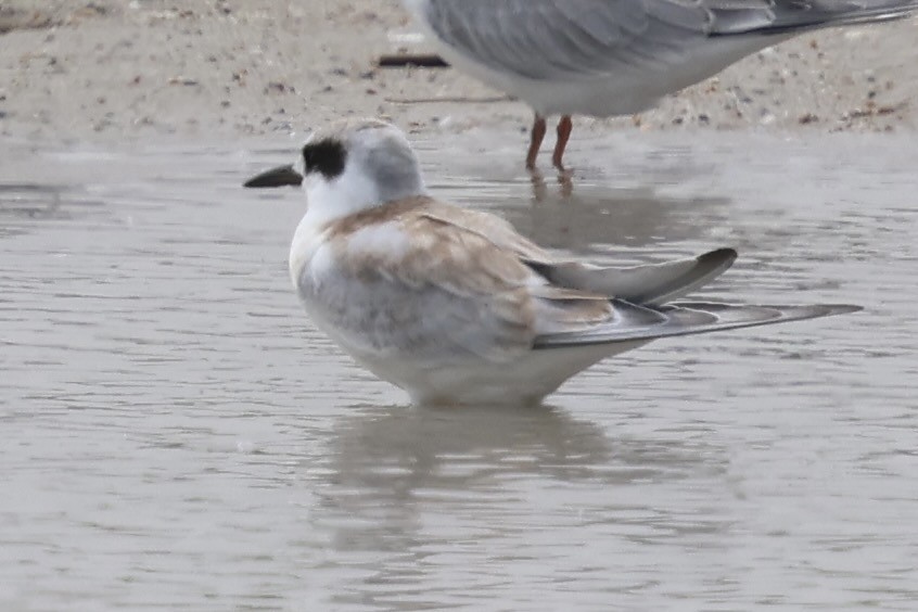 Forster's Tern - ML622665932