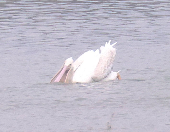 American White Pelican - ML622665952