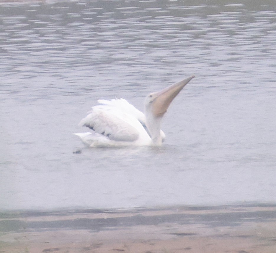 American White Pelican - ML622665967