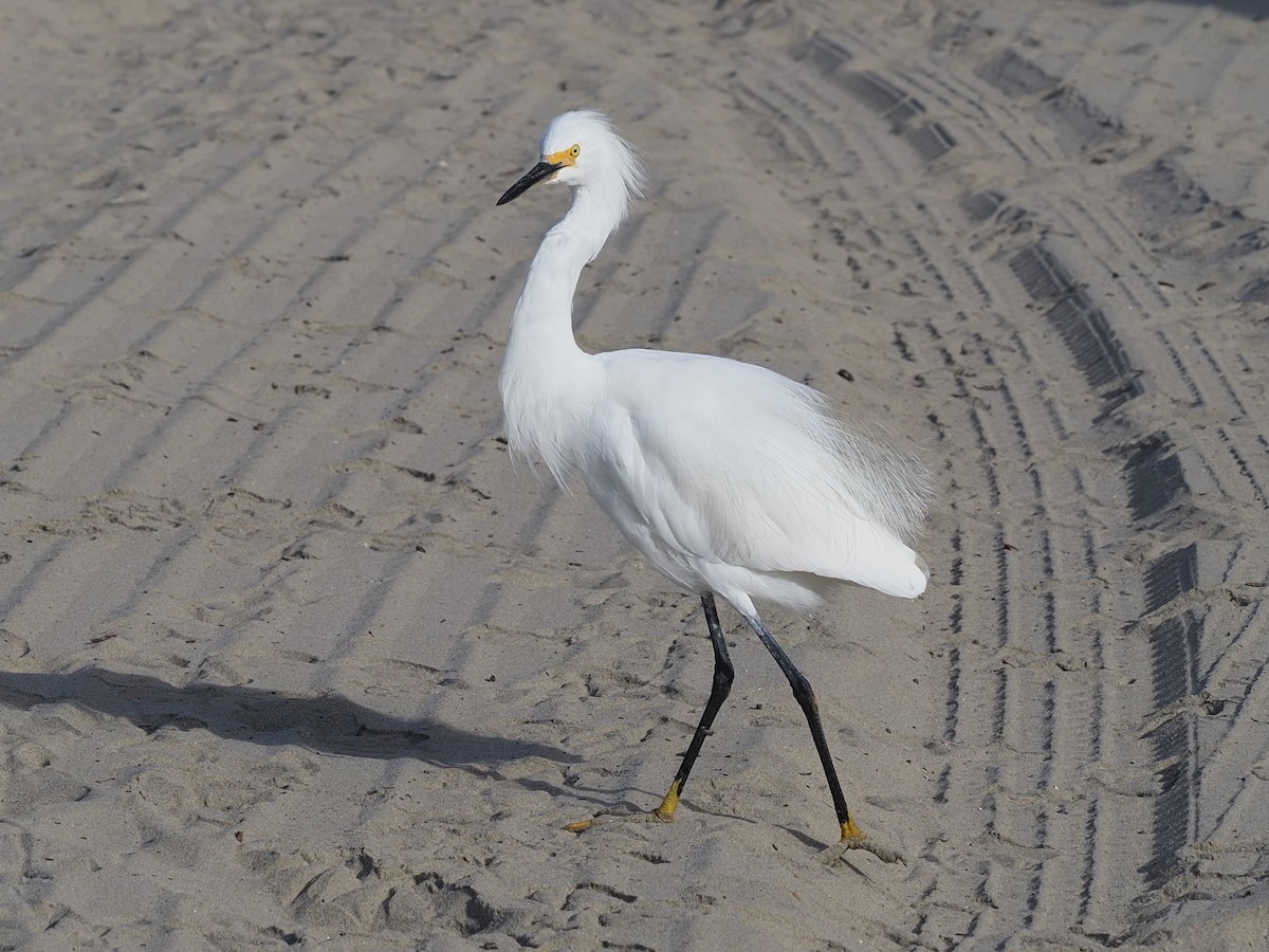 Snowy Egret - ML622665968