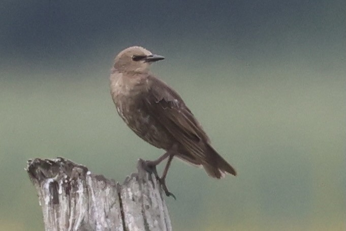 European Starling - ML622665978