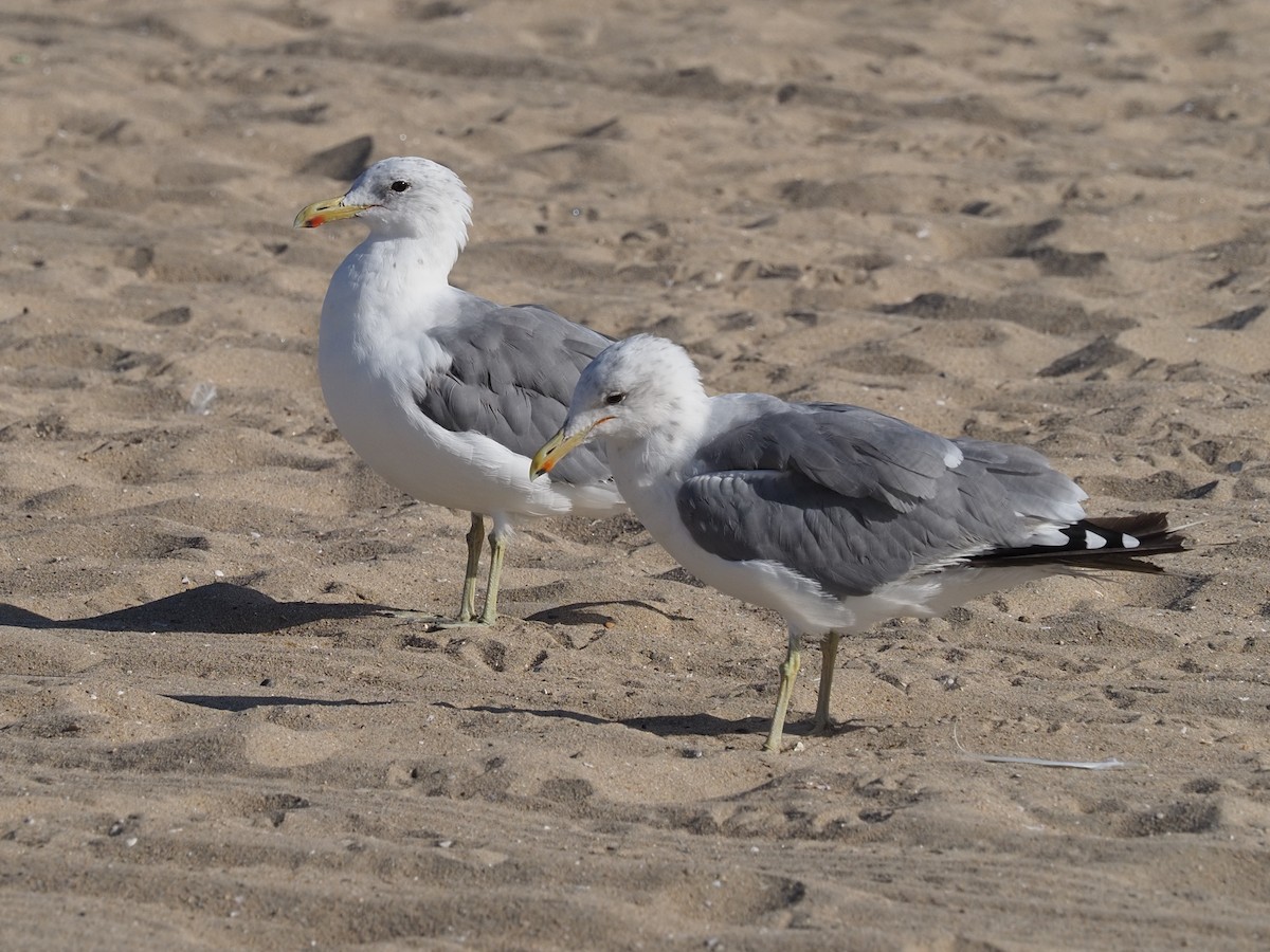 California Gull - ML622665988