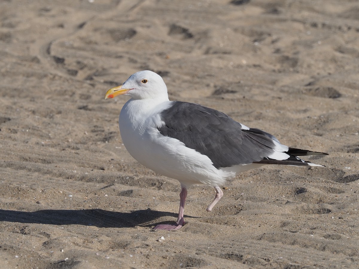 Western Gull - ML622665990