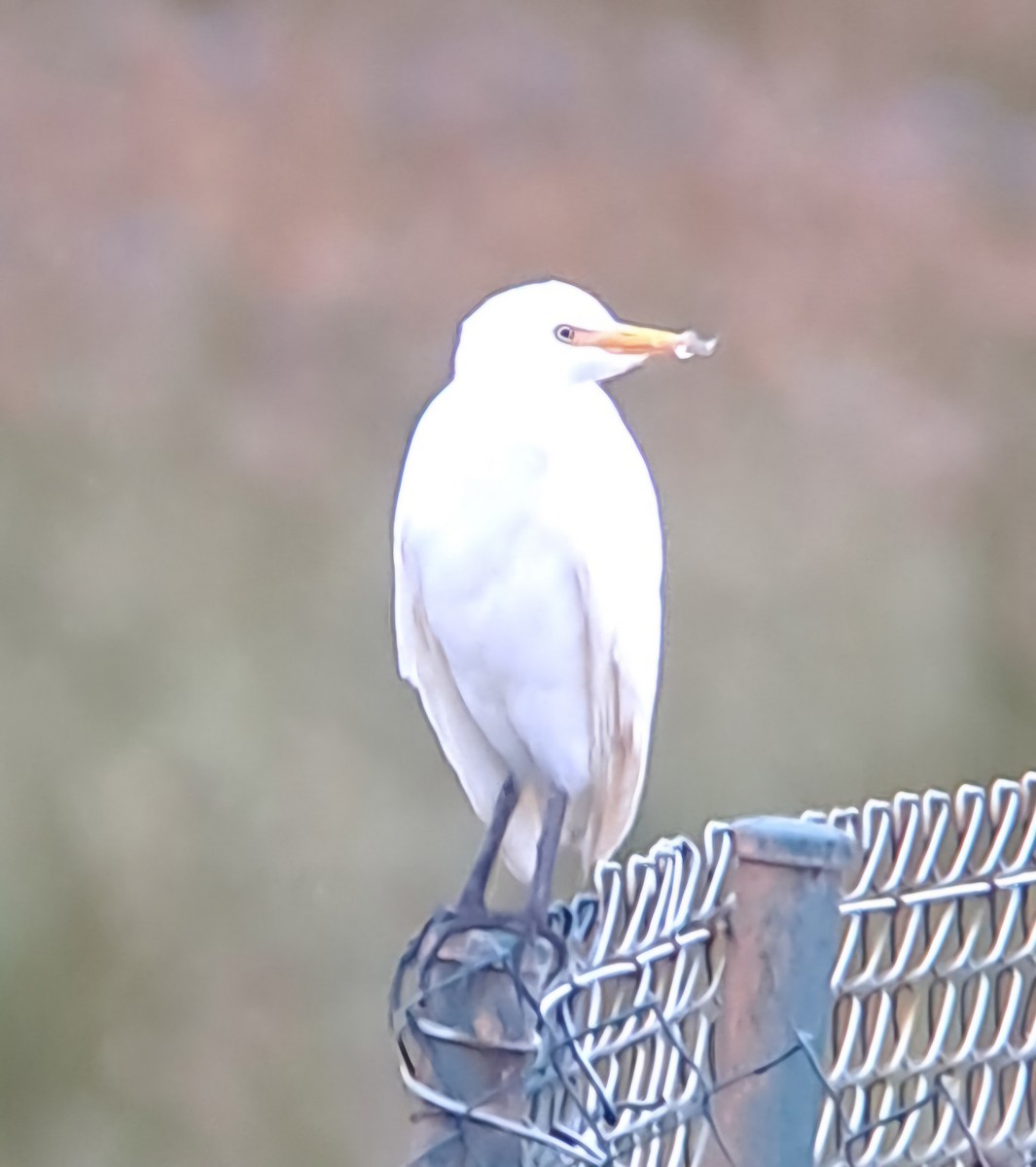 Western Cattle Egret - Lucas Rouco López