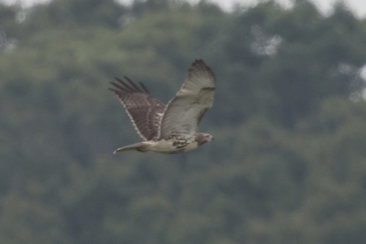 Red-tailed Hawk - ML622666006