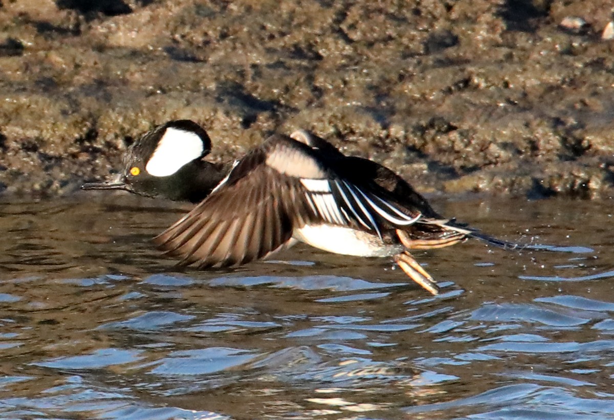 Hooded Merganser - ML622666029