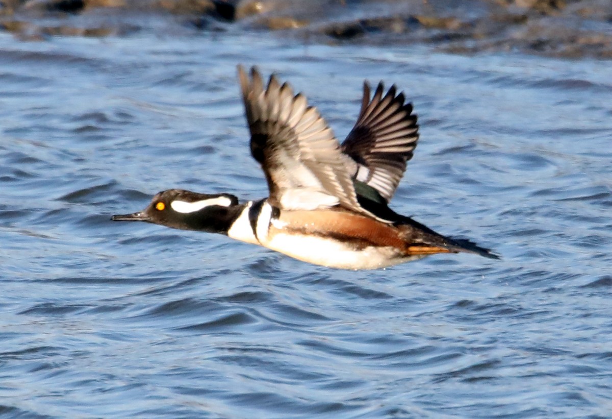 Hooded Merganser - ML622666031