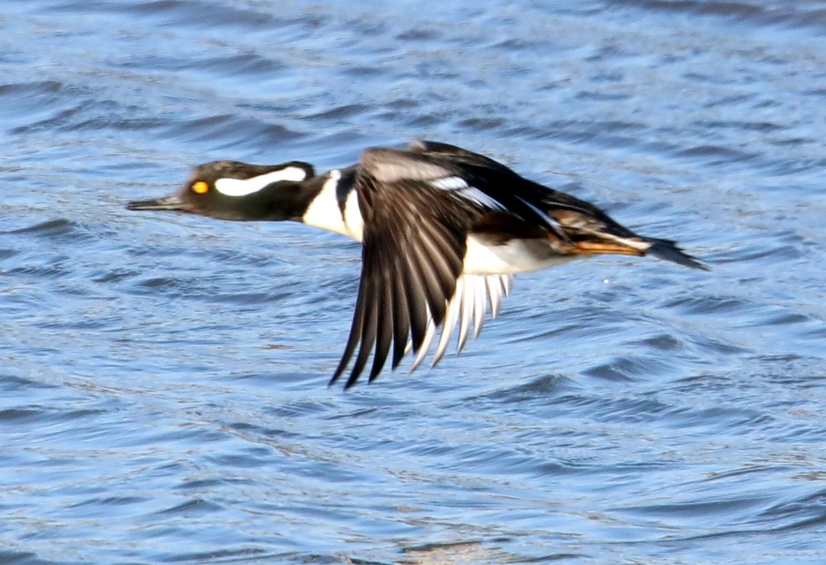 Hooded Merganser - ML622666032