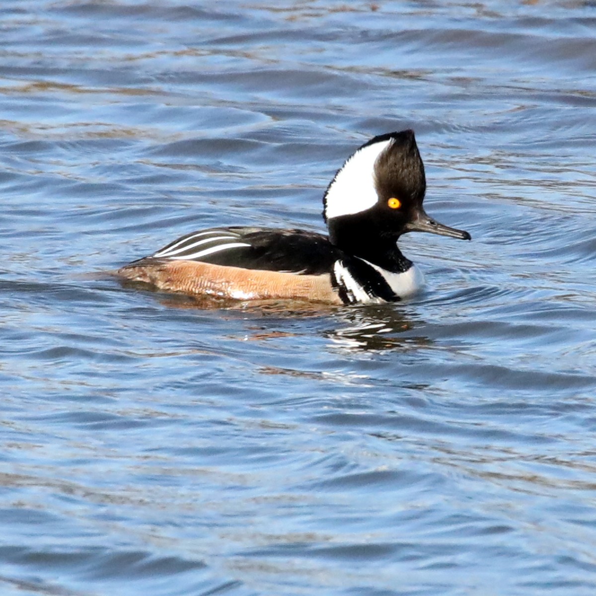 Hooded Merganser - ML622666035