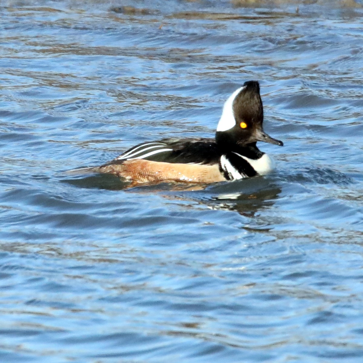 Hooded Merganser - ML622666036