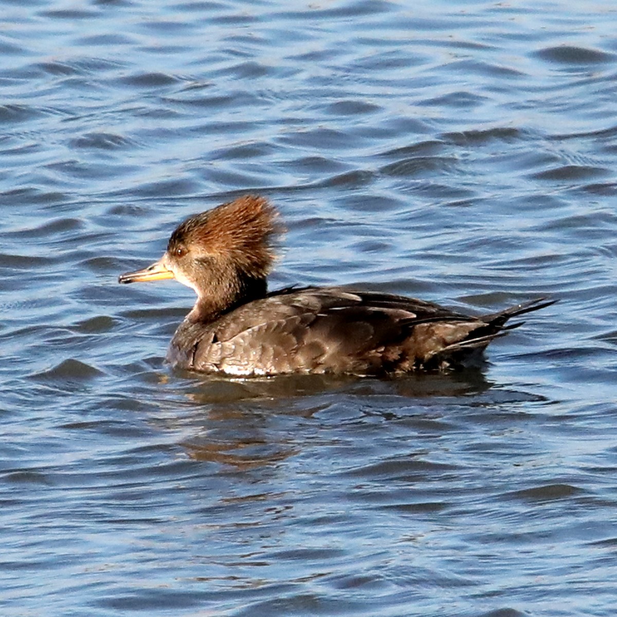 Hooded Merganser - ML622666037