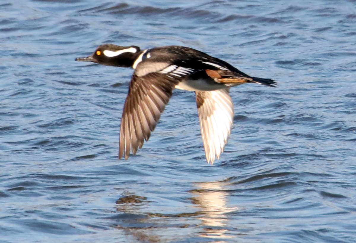 Hooded Merganser - ML622666038