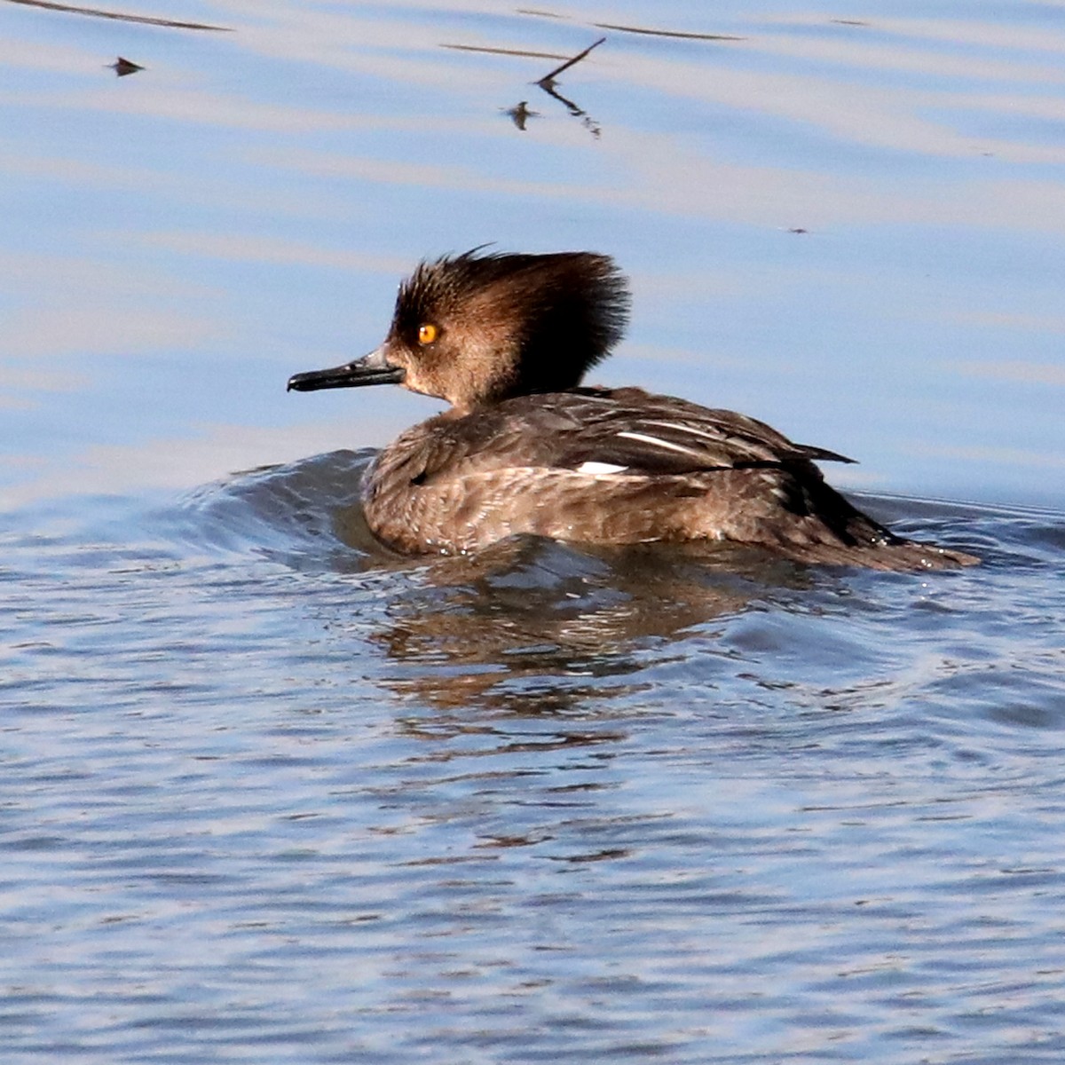 Hooded Merganser - ML622666039