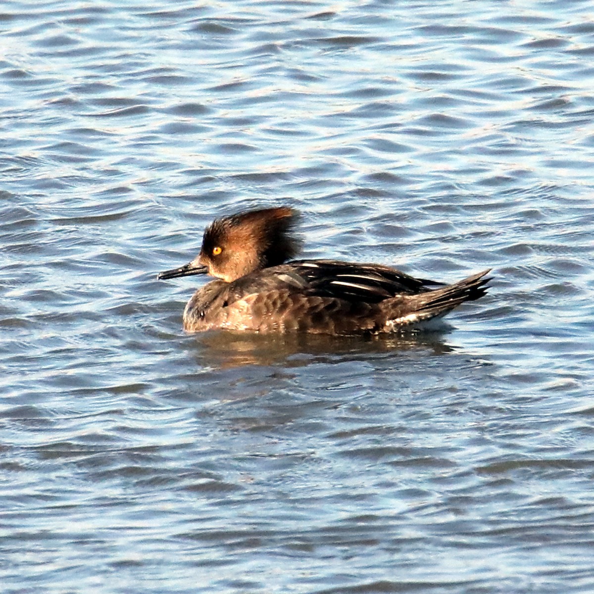 Hooded Merganser - ML622666041